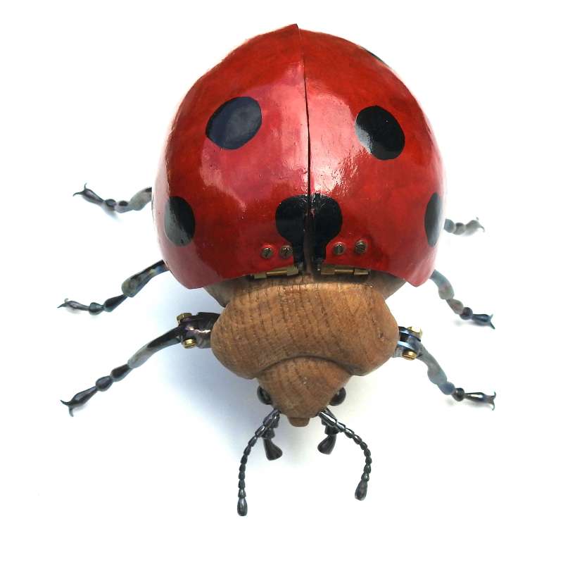 Ladybird